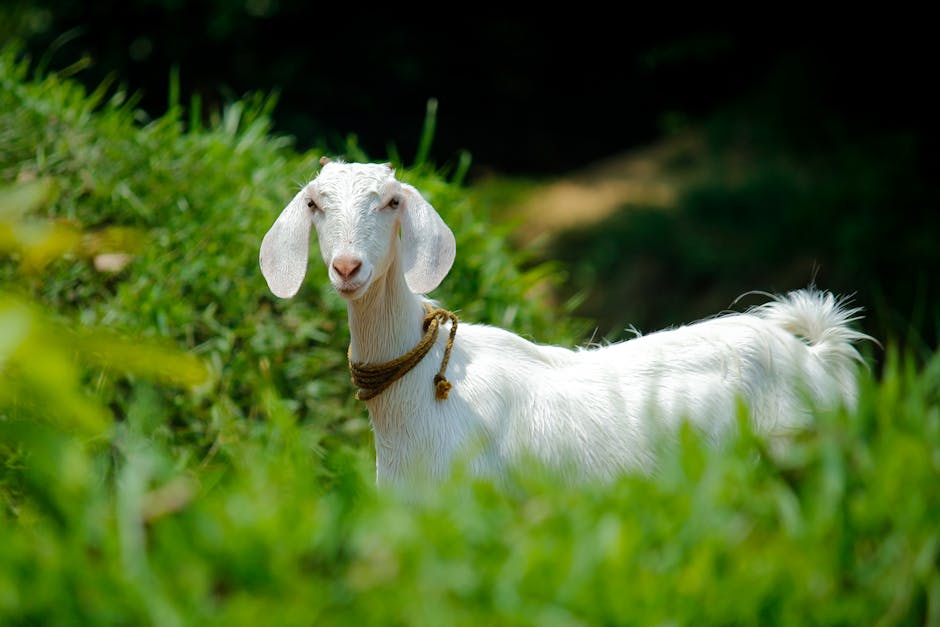 pexels photo 1011629 1011629 1 A young white goat standing on a lush green pasture in rural Palakkad, India.