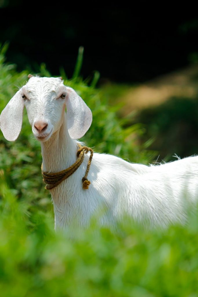 pexels photo 1011629 1011629 A young white goat standing on a lush green pasture in rural Palakkad, India.